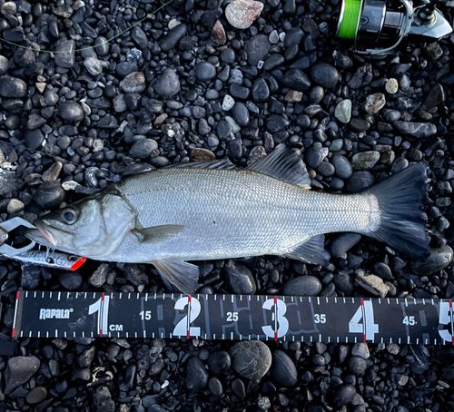 ヒラスズキの釣果