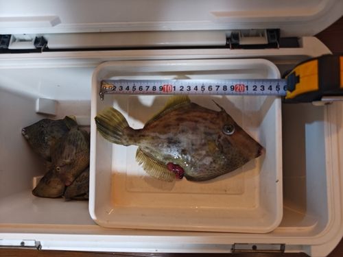 カワハギの釣果