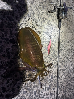 アオリイカの釣果