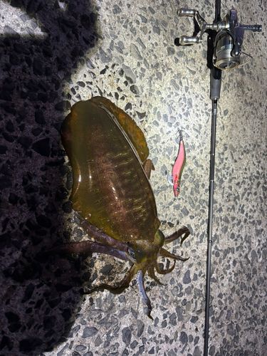 アオリイカの釣果