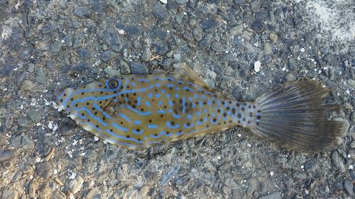 ソウシハギの釣果
