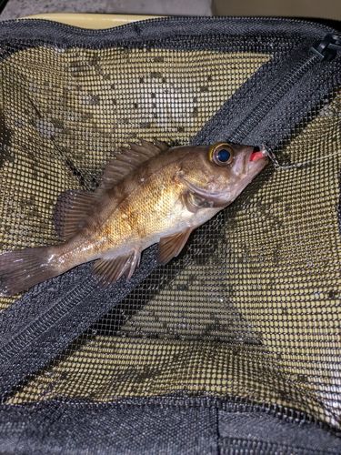 アカメバルの釣果