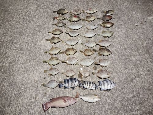 カワハギの釣果