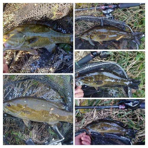 スモールマウスバスの釣果