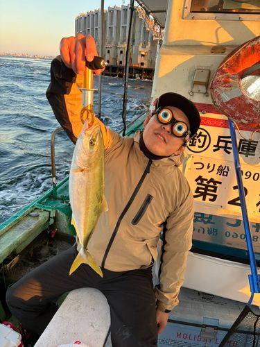 ハマチの釣果