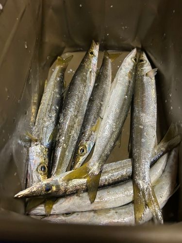 アカカマスの釣果