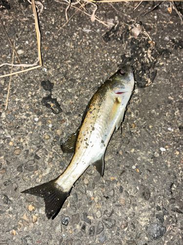 セイゴ（タイリクスズキ）の釣果