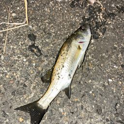 セイゴ（タイリクスズキ）