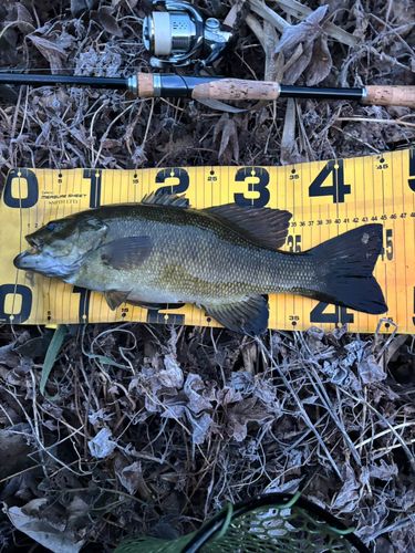 スモールマウスバスの釣果