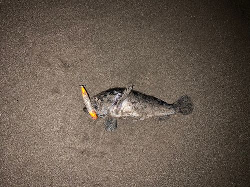 クロソイの釣果