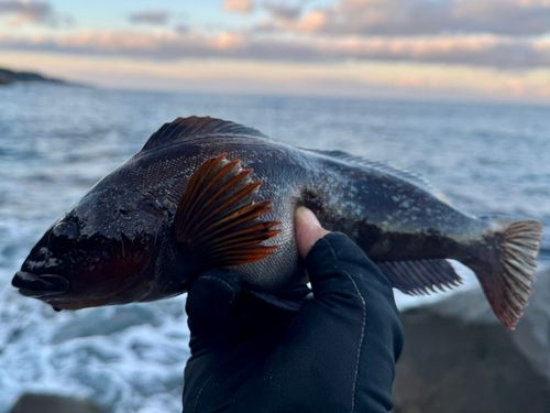 アイナメの釣果