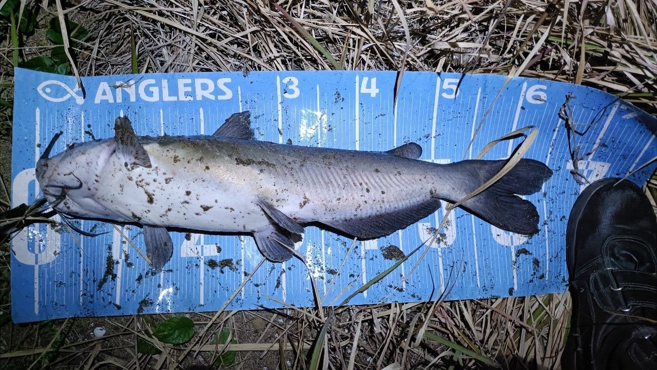 アメリカンキャットフィッシュ