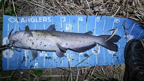 アメリカンキャットフィッシュの釣果