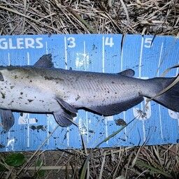 アメリカンキャットフィッシュ