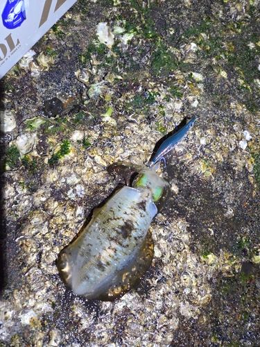 アオリイカの釣果