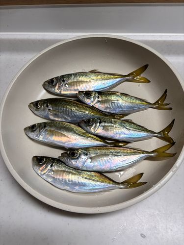 アジの釣果
