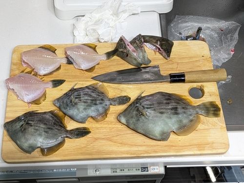 カワハギの釣果