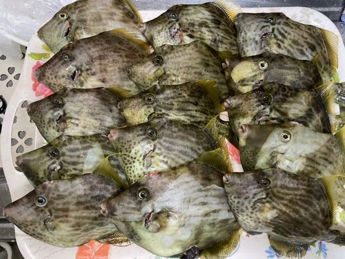 カワハギの釣果