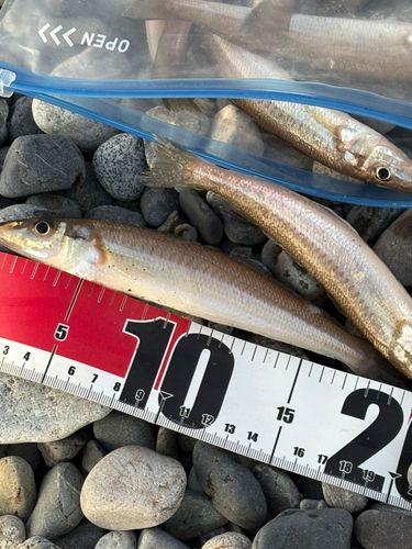 シロギスの釣果