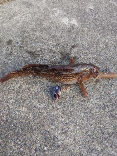 アイナメの釣果