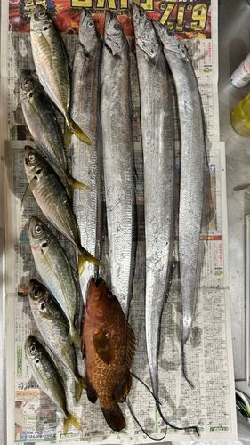 タチウオの釣果