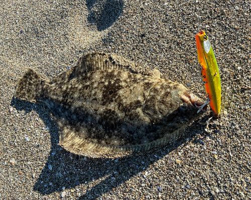 ヒラメの釣果