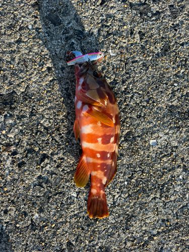 アカハタの釣果