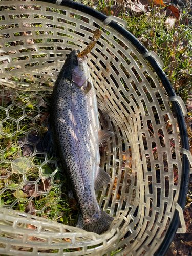 ニジマスの釣果