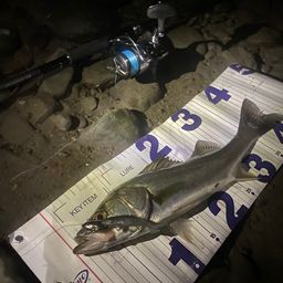 フッコ（マルスズキ）