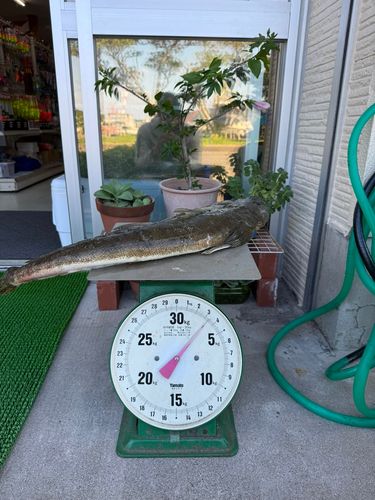 ミナミマゴチの釣果