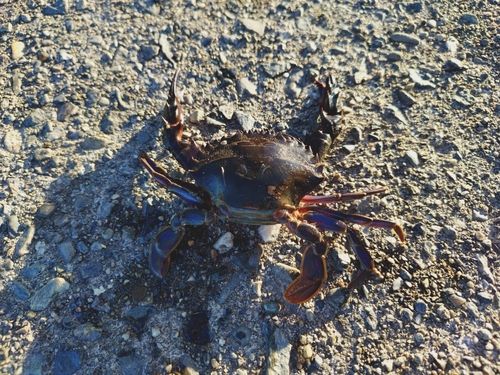 ワタリガニの釣果