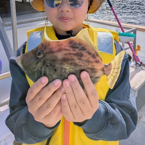 カワハギの釣果