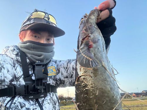 マナマズの釣果