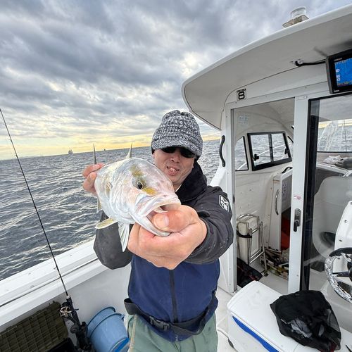 カンパチの釣果