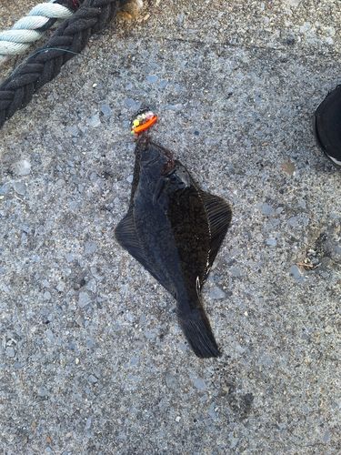 クロガシラガレイの釣果