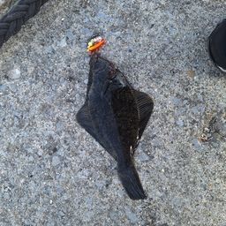 クロガシラガレイ