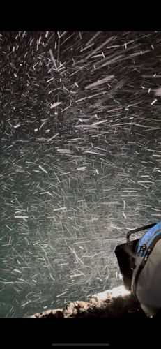 マメイカの釣果