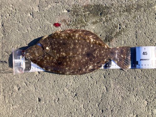 マコガレイの釣果