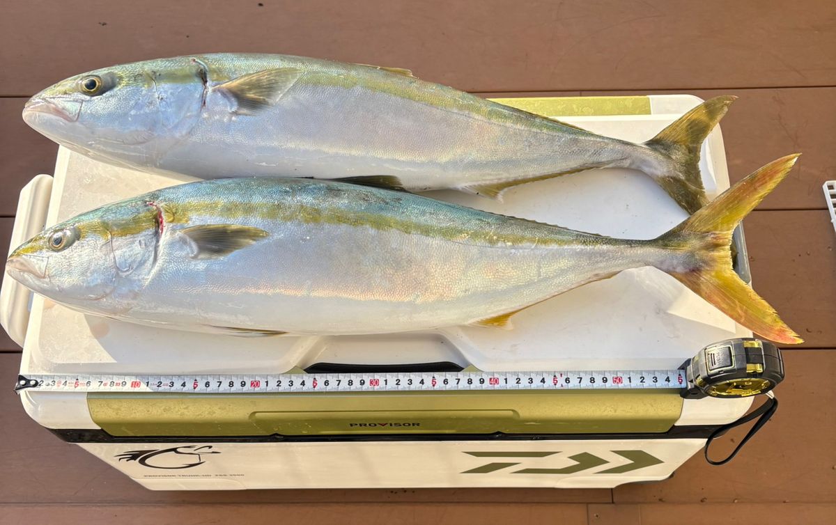 WA93さんの釣果 1枚目の画像