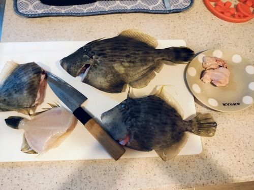 カワハギの釣果