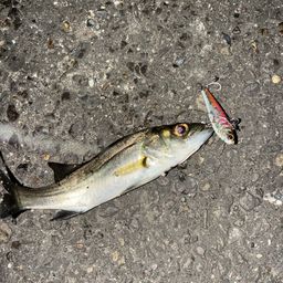 セイゴ（タイリクスズキ）