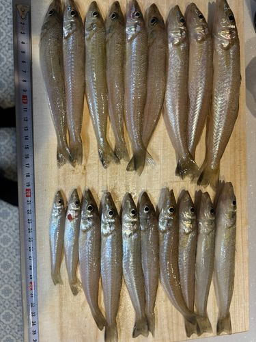 シロギスの釣果