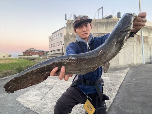 マナマズの釣果