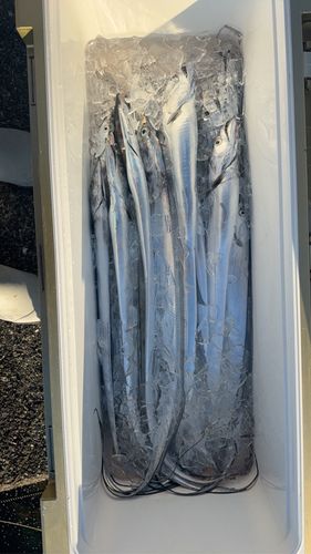 タチウオの釣果