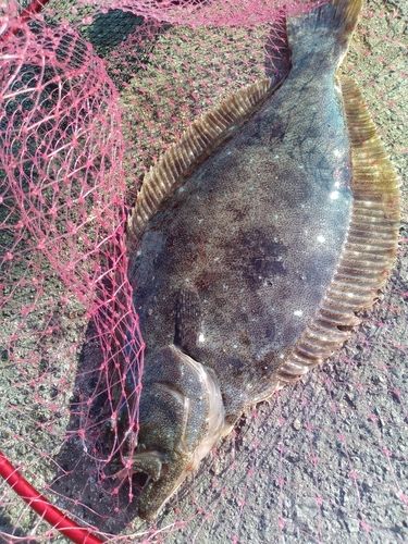 ヒラメの釣果
