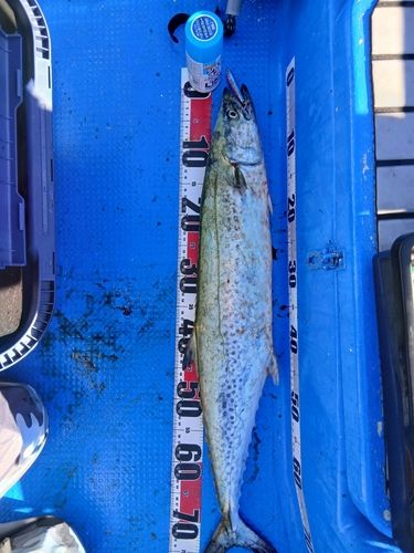サワラの釣果