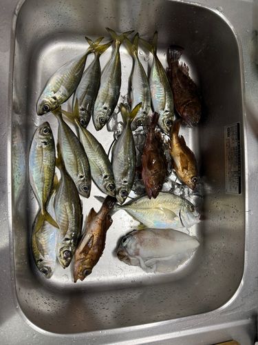 アジの釣果