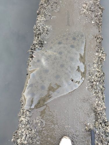 ツバクロエイの釣果