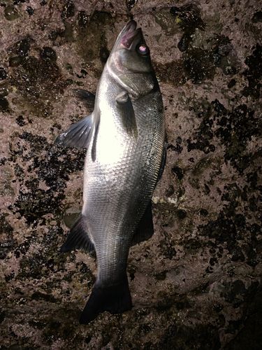 東京湾（富津〜金谷）