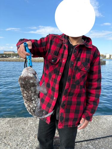 イシガキフグの釣果